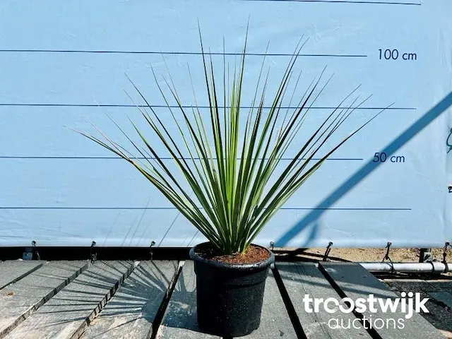 Blauw berengras 100cm - afbeelding 1 van  1