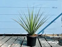 Blauw berengras 100cm - afbeelding 1 van  1