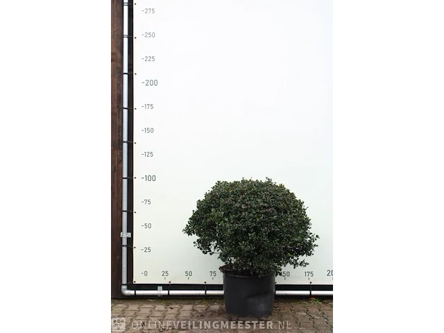 Blauwe hulst ilex m. 'blue angel', bolvorm, wintergroen - afbeelding 1 van  2