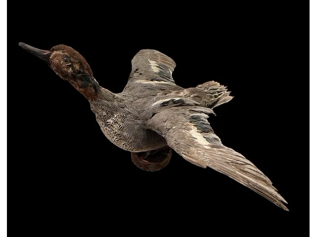 Blauwgroen eend bouwjaar 20e eeuw, taxidermie - afbeelding 1 van  1