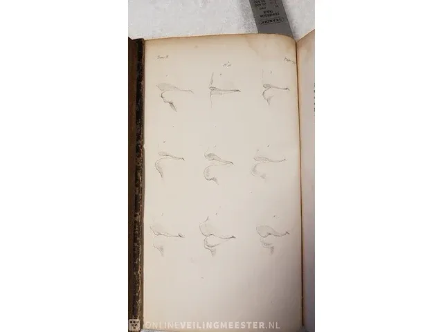 Boek, la physionomie, 3 delig lavaterre, bouwjaar 1835 - afbeelding 7 van  8