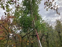 Bolacacia - sierboom - afbeelding 1 van  3