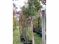 Bolacacia - sierboom - afbeelding 2 van  3