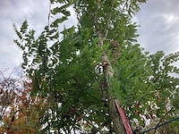 Bolacacia - sierboom - afbeelding 3 van  3
