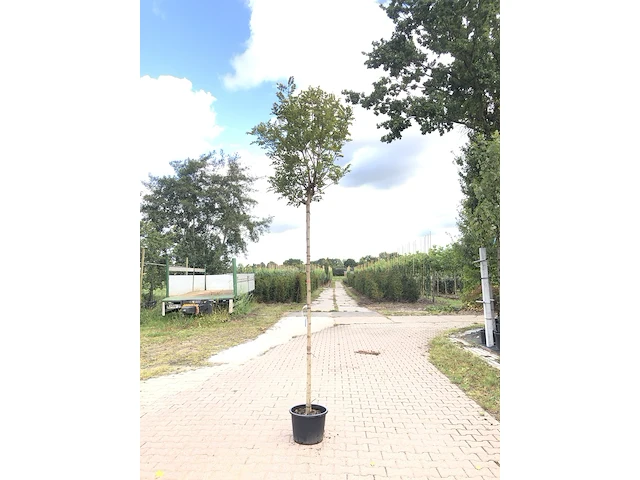 Bolacacia robinia 'umbraculifera', bolboom, ca. 200 cm stamhoogte - afbeelding 1 van  1