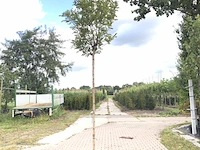 Bolacacia robinia 'umbraculifera', bolboom, ca. 200 cm stamhoogte - afbeelding 1 van  1