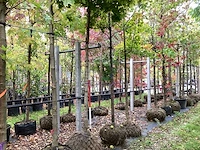 Bolesdoorn - dakboom - afbeelding 1 van  3