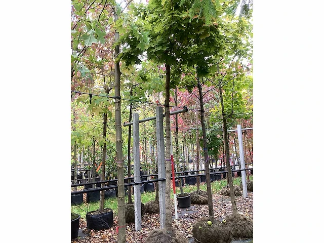Bolesdoorn - dakboom - afbeelding 2 van  3