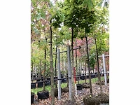 Bolesdoorn - dakboom - afbeelding 2 van  3