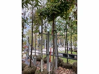 Bolesdoorn - dakboom - afbeelding 2 van  3