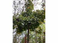 Bolesdoorn - dakboom - afbeelding 3 van  3