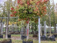 Bolesdoorn - vormbomen - afbeelding 1 van  4