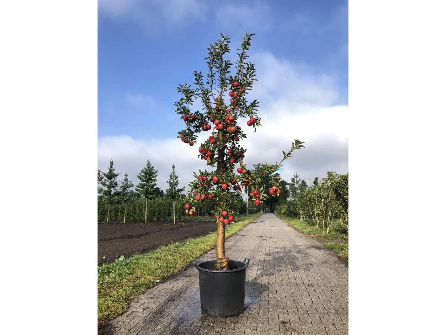 Bomen, hagen en sierheesters kwekerij de koekoek