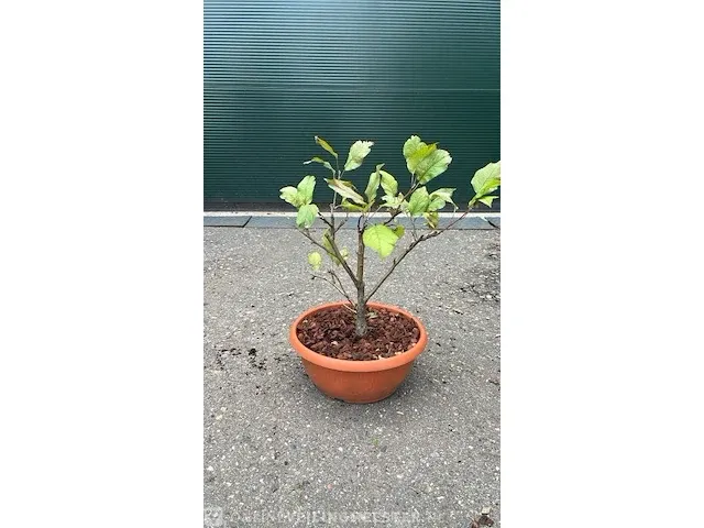 Bonsai appel - afbeelding 1 van  1