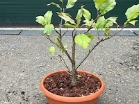 Bonsai appel - afbeelding 1 van  1