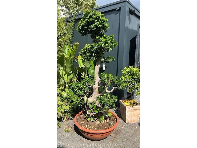 Bonsai ficus 220 cm - afbeelding 1 van  1