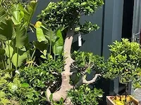 Bonsai ficus 220 cm - afbeelding 1 van  1