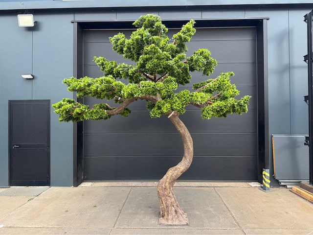 Bonsai kunstboom - afbeelding 1 van  4