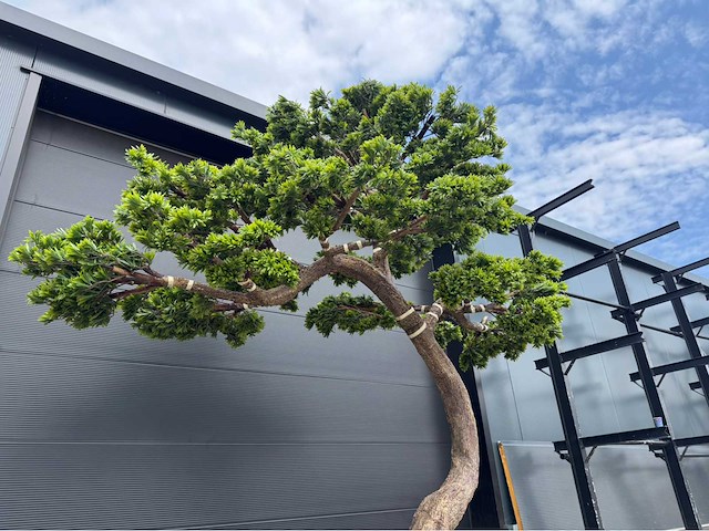 Bonsai kunstboom - afbeelding 4 van  4