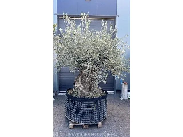 Bonsai olijfboom hoogte 300 cm stamomtrek 180 cm - afbeelding 1 van  1