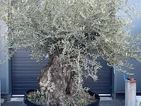 Bonsai olijfboom hoogte 300 cm stamomtrek 180 cm - afbeelding 1 van  1