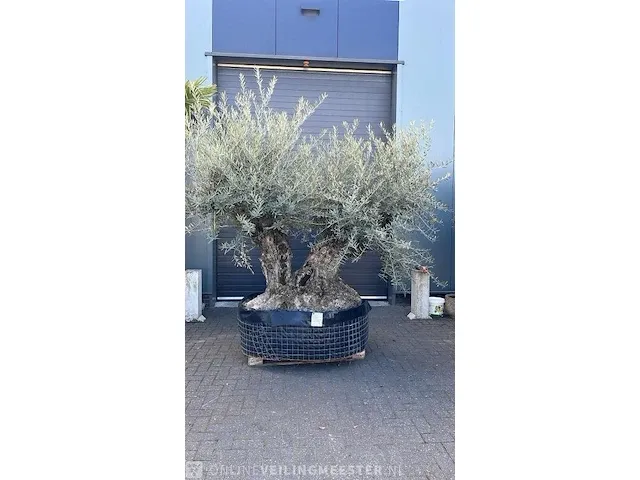 Bonsai olijfboom xxl dubbele stam hoogte 250 cm - afbeelding 1 van  1