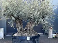 Bonsai olijfboom xxl dubbele stam hoogte 250 cm - afbeelding 1 van  1