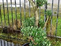 Bonsai olijfboom - afbeelding 1 van  3