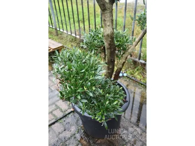 Bonsai olijfboom - afbeelding 2 van  3