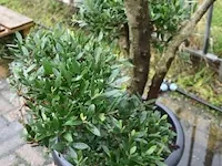 Bonsai olijfboom - afbeelding 2 van  3