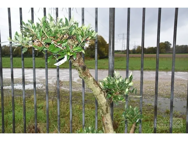 Bonsai olijfboom - afbeelding 3 van  3