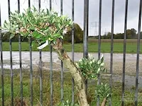 Bonsai olijfboom - afbeelding 3 van  3