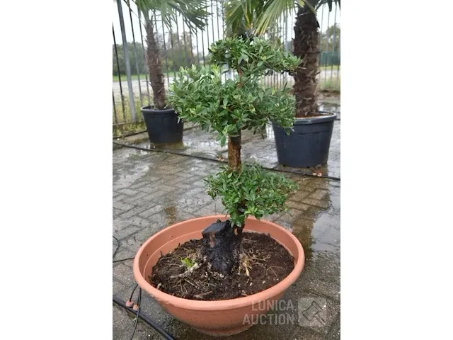 Bonsai olijfboom - afbeelding 1 van  3