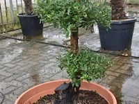 Bonsai olijfboom