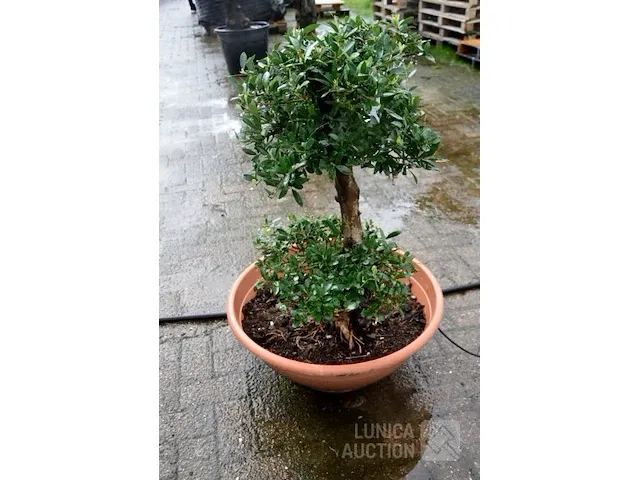Bonsai olijfboom - afbeelding 2 van  3