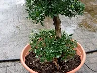 Bonsai olijfboom - afbeelding 2 van  3
