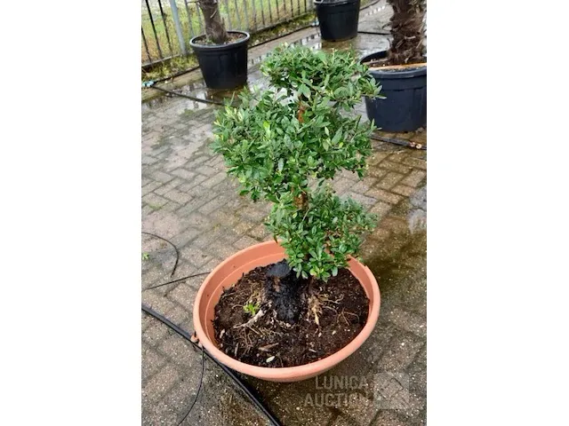 Bonsai olijfboom - afbeelding 3 van  3