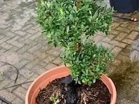 Bonsai olijfboom - afbeelding 3 van  3