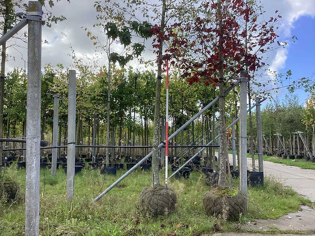 Bont bladerige amberboom - laanbomen - afbeelding 1 van  3