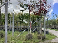 Bont bladerige amberboom - laanbomen - afbeelding 1 van  3