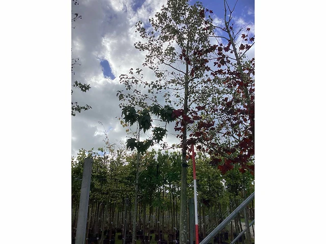 Bont bladerige amberboom - laanbomen - afbeelding 2 van  3