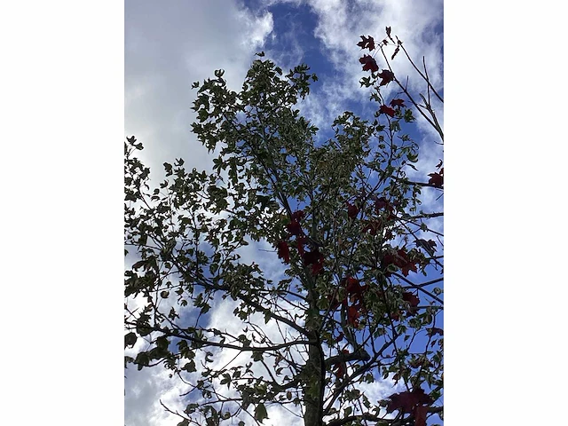Bont bladerige amberboom - laanbomen - afbeelding 3 van  3
