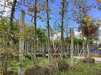 Bont bladerige amberboom - parkboom (3x) - afbeelding 1 van  4