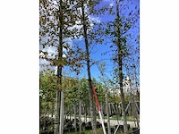 Bont bladerige amberboom - parkboom (3x) - afbeelding 2 van  4