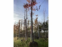 Bont bladerige amberboom - parkboom - afbeelding 2 van  3