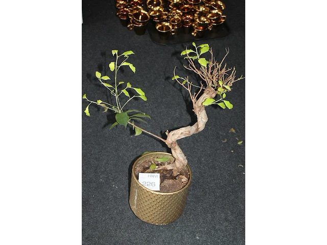 Bonzai boom in pot. - afbeelding 1 van  2