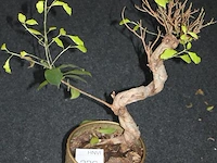 Bonzai boom in pot. - afbeelding 1 van  2