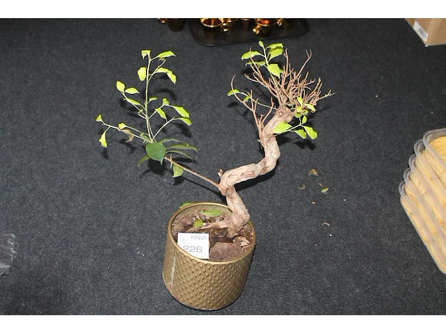 Bonzai boom in pot. - afbeelding 2 van  2