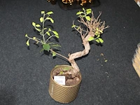 Bonzai boom in pot. - afbeelding 2 van  2