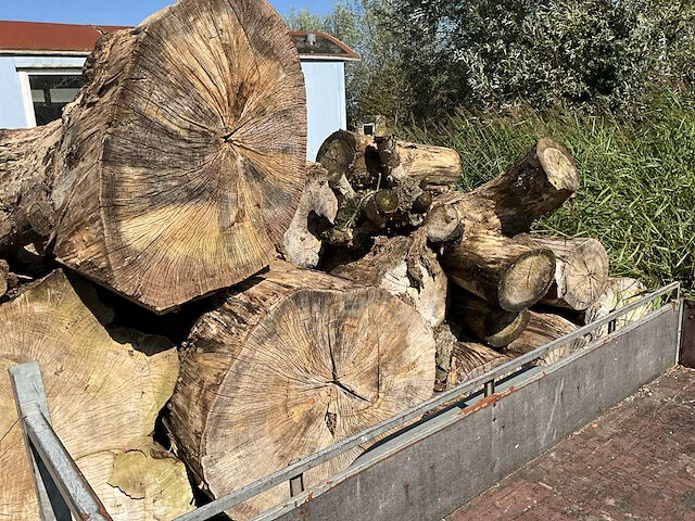 Boomstammen - afbeelding 3 van  3